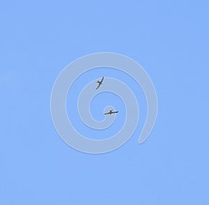 Swifts in flight photo