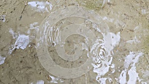 tadpoles floating on the murky surface of the almost drying stagnant pool of rainwater.