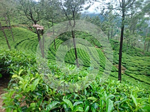 This image is tea garden and mountans