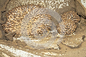 Image of termite nest and little termites. Insect. Animal