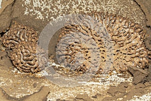 Image of termite nest and little termites. Insect. Animal