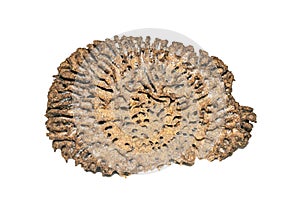 Image of termite nest and little termites on white background. Insect. Animal