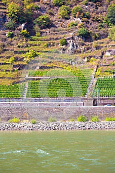 Terraced grape vineyard seen along the Rhine River, Germany