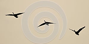 Image of three Canada geese flying in the sky