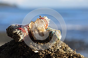 Three White Sage Smudge Sticks and Healing Crystal Close Up