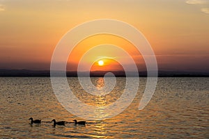 Three ducks on a lake at sunset