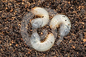 Image of three grub worms beetle in garden. Larvae close up. Source of protein. Entomology. Food of future