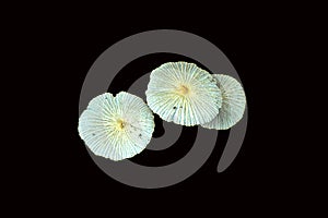 Image of three mushrooms. Stock photo