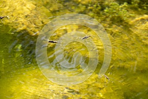 image of three specimens of gerris lacustris on the river water surface