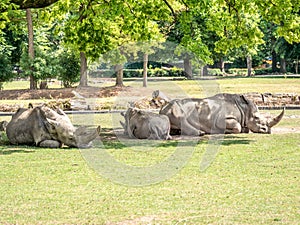 Image of three white rhiniceros that lie in the shadow of trees and sleep photo