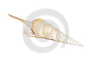 Image of Tibia Fusus sea shells Spindle tibia or Shinbone tibia gastropod on a white background. Sea shells. Undersea Animals