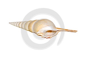 Image of Tibia Fusus sea shells Spindle tibia or Shinbone tibia gastropod on a white background. Sea shells. Undersea Animals