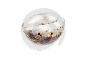 Image of tiger cowrie Cypraea tigris on a white background. Undersea Animals. Sea shells