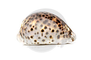 Image of tiger cowrie Cypraea tigris on a white background. Undersea Animals. Sea shells