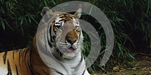 Image of a tiger sitting on the gound.