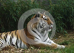 Image of a tiger sitting on the gound.