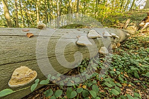 Image of tinder fungi on a tree trunk in the forest