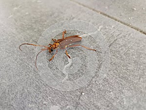 Brown prionid beetle crawling on the floor.