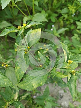 Tiny yellow synedrella nodiflora weed.