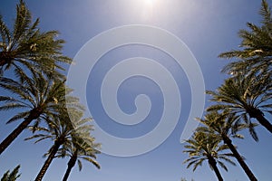 An image of the tops of palm trees