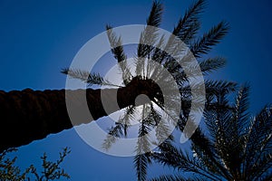 An image of the tops of palm trees