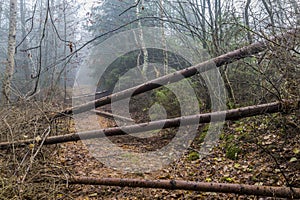 Image of a trail obstructed by fallen tree trunks in the forest photo