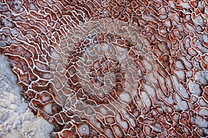 Texture of travertine thermal springs Pamukkale photo