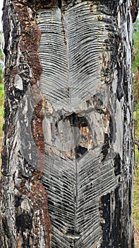 Image of a tree bark and the beautiful natural design on a tree