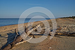 Tree lying on the beach