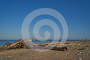 Image of a tree lying on the beach.