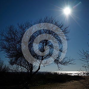 Image of a tree by the sea