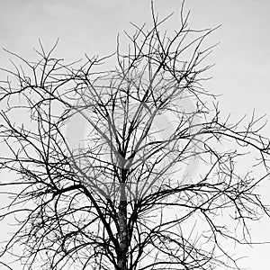 Image Of A Tree In Winter With No Leaves In Black And White