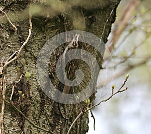 Treecreeper bird on a tree