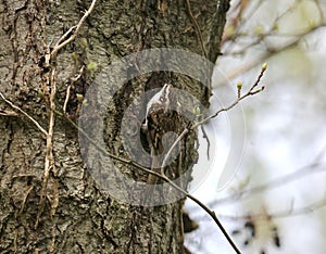 Tree creeper climbing a tree