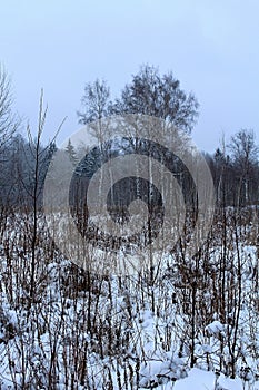 the image of trees and shrubs covered with frost in winter, frosty, clear day. great illustration of wildlife