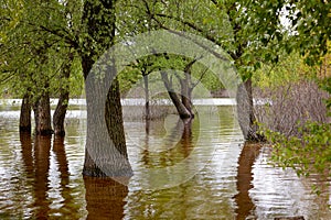 image of trees in the water after the spill of a large river