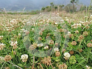 Trifolium repens the white clover is a herbaceous perennial plant. photo