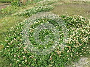 Trifolium repens the white clover is a herbaceous perennial plant. photo