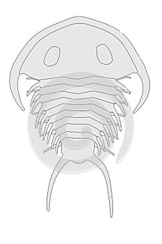 Image of trilobite animal