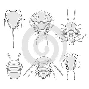 image of trilobite animals