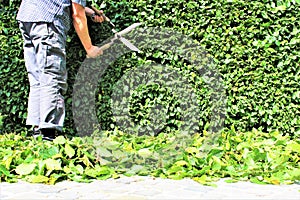 An Image of trimming a hedge, gardening