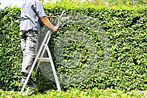 An Image of trimming a hedge, gardening