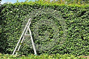 An Image of trimming a hedge, gardening