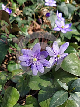 Trinity grass or Hepatica nobilis