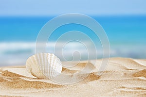 Image of tropical sandy beach and seashell