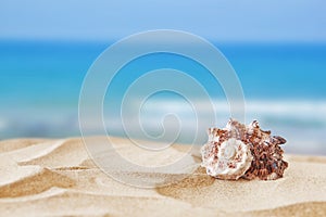 Image of tropical sandy beach and seashell