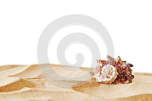 Image of tropical sandy beach and seashell