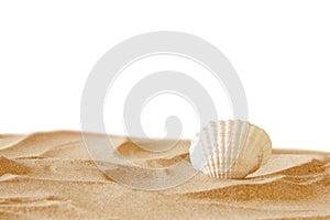Image of tropical sandy beach and seashell
