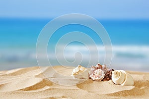 Image of tropical sandy beach and seashells
