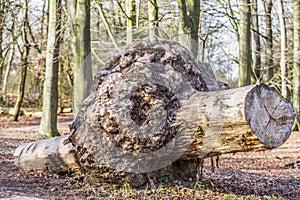 Image of the trunk of a fallen tree with a rare shape